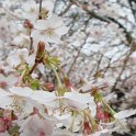 Prunus incisa 'Ambugo' fleur